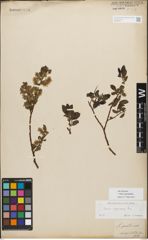 Foto von Salix myrsinifolia Salisb.